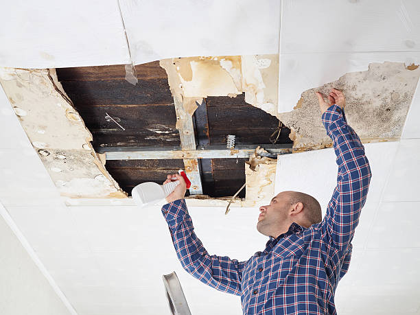 Why You Should Choose Our Mold Remediation Services in Edwardsville, PA